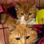 Kot do adopcji