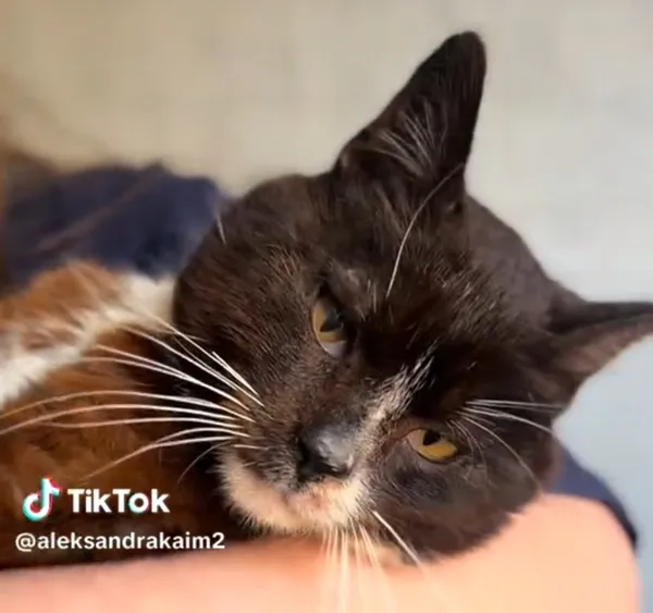 Kot do adopcji, Radom, 17 czerwca 2026