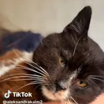 Kot do adopcji