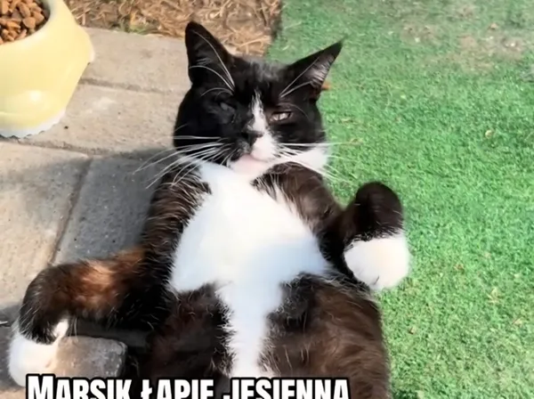 Kot do adopcji, Radom, 15 października 2026