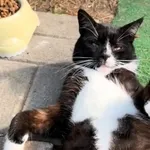 Kot do adopcji