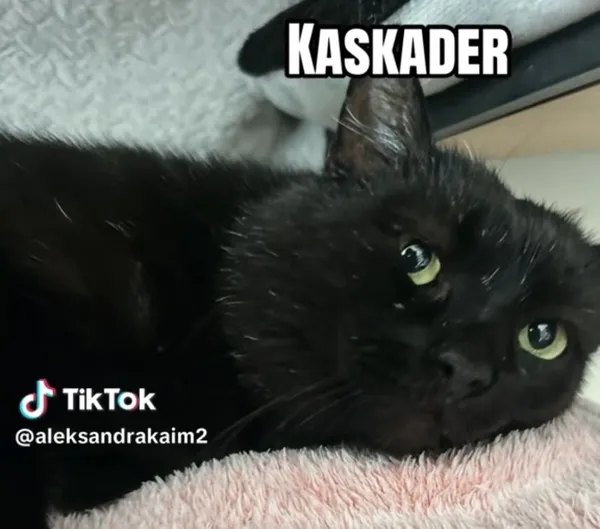 Kot do adopcji, Radom, 17 czerwca 2026