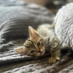 Kot do adopcji