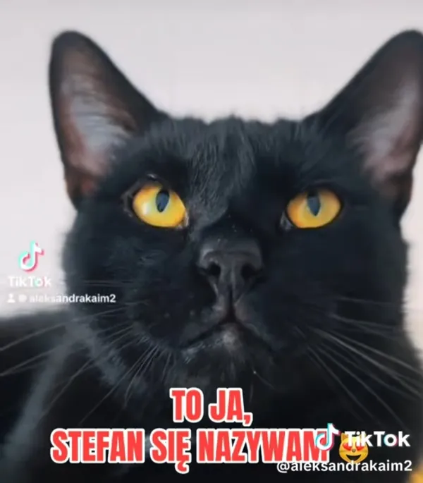Kot do adopcji, Radom, 16 czerwca 2026