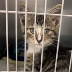 Kot do adopcji