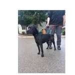 Znaleziono psa