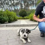 Pies do adopcji
