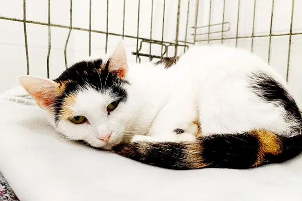 Kot do adopcji, Wałbrzych, 18 maja 2026