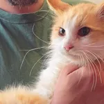Kot do adopcji