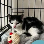 Znaleziono kota