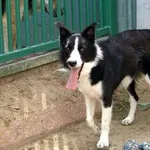 Pies do adopcji