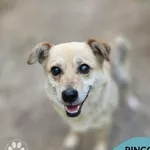 Pies do adopcji