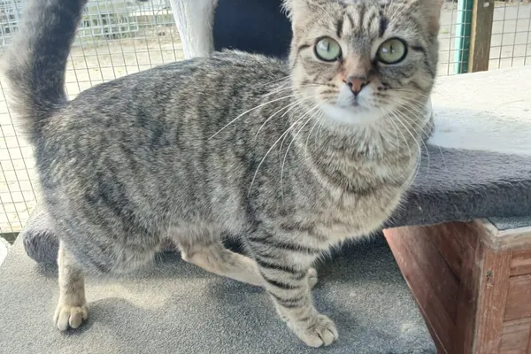 Kot do adopcji, Henrykowo, 4 maja 2026 (1/4)