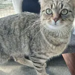 Kot do adopcji
