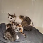 Kot do adopcji