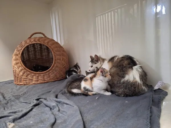 Kot do adopcji, Orzechowce, 18 czerwca 2026 (3/5)