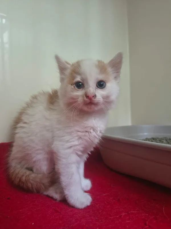 Kot do adopcji, Orzechowce, 18 czerwca 2026 (2/2)