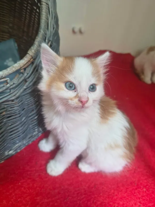 Kot do adopcji, Orzechowce, 18 czerwca 2026 (1/2)