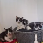 Kot do adopcji