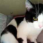 Kot do adopcji