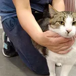 Kot do adopcji