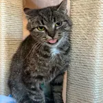 Kot do adopcji