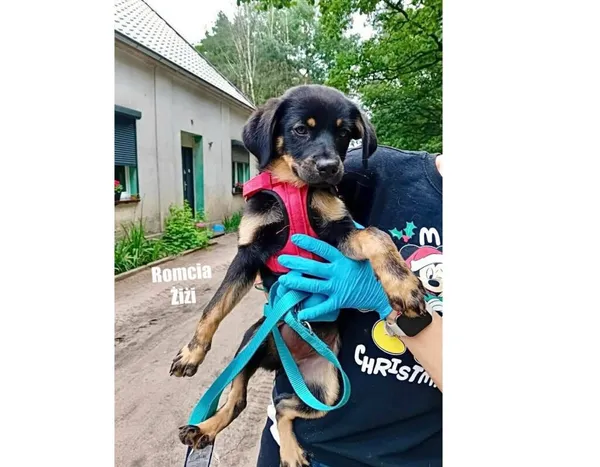 Pies do adopcji, Przyborówko, 18 czerwca 2026