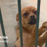 Pies do adopcji