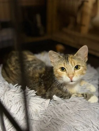 Kot do adopcji, Głowno, 18 czerwca 2026 (3/3)