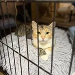 Kot do adopcji