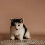 Kot do adopcji