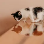 Kot do adopcji
