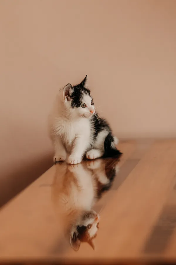 Kot do adopcji, Czartki, 19 czerwca 2026 (3/5)