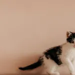 Kot do adopcji