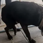 Znaleziono psa