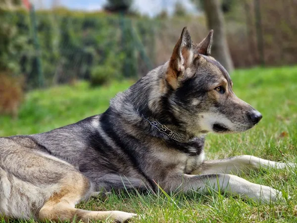 Zaginął pies, Łódź, 21 czerwca 2026