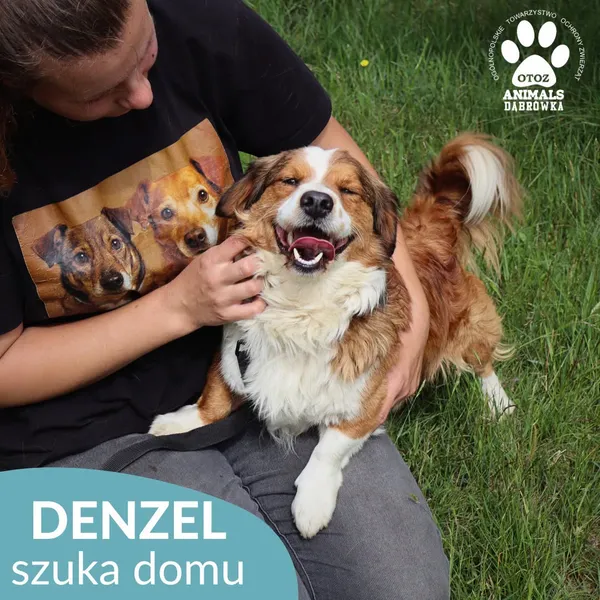 Pies do adopcji, Dąbrówka, 21 czerwca 2026 (1/5)