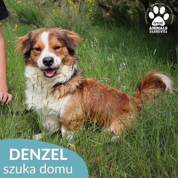 Pies do adopcji, Dąbrówka, 21 czerwca 2026 (2/5)