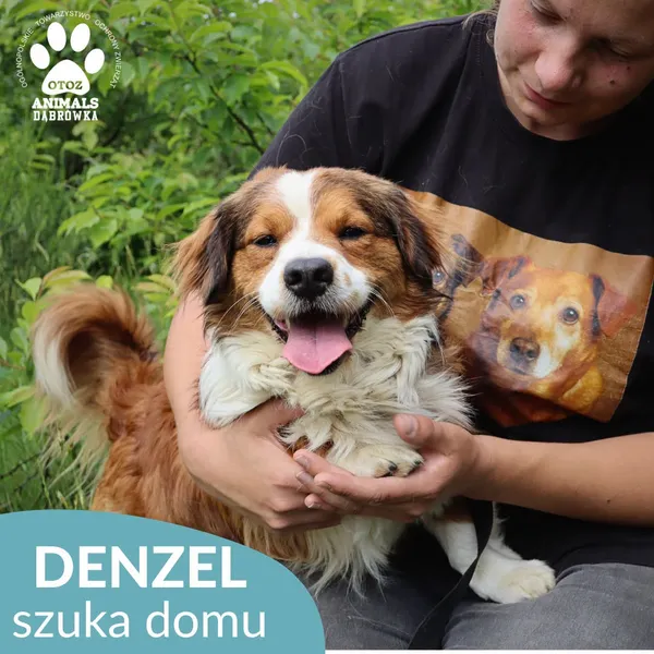 Pies do adopcji, Dąbrówka, 21 czerwca 2026 (3/5)