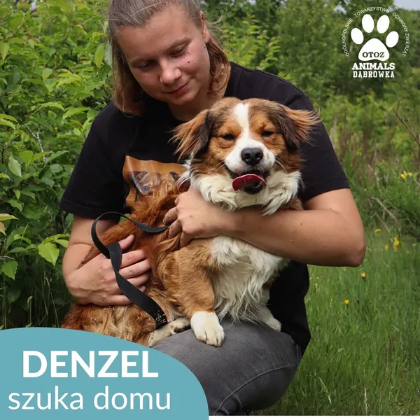 Pies do adopcji, Dąbrówka, 21 czerwca 2026 (4/5)