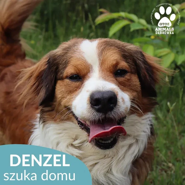 Pies do adopcji, Dąbrówka, 21 czerwca 2026 (5/5)