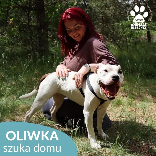 Pies do adopcji, Dąbrówka, 22 czerwca 2026 (2/4)