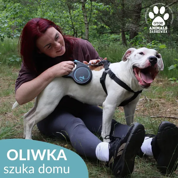Pies do adopcji, Dąbrówka, 22 czerwca 2026 (3/4)