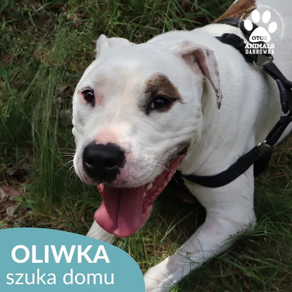 Pies do adopcji, Dąbrówka, 22 czerwca 2026 (4/4)