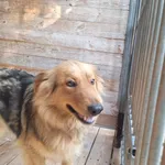 Pies do adopcji