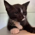 Kot do adopcji