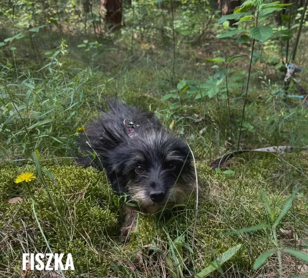 Pies do adopcji, Rytlów, 23 czerwca 2026