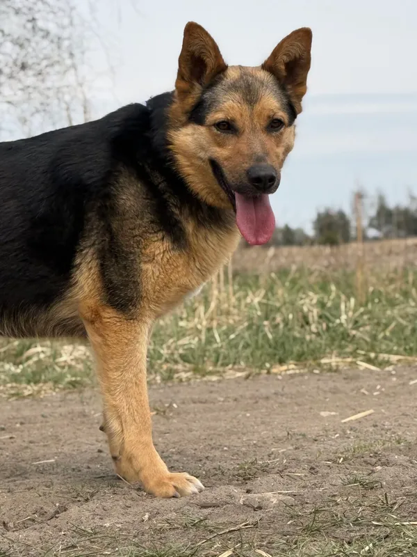 Pies do adopcji, Pieczyska, 23 czerwca 2026 (3/5)