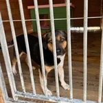 Pies do adopcji