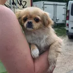 Pies do adopcji